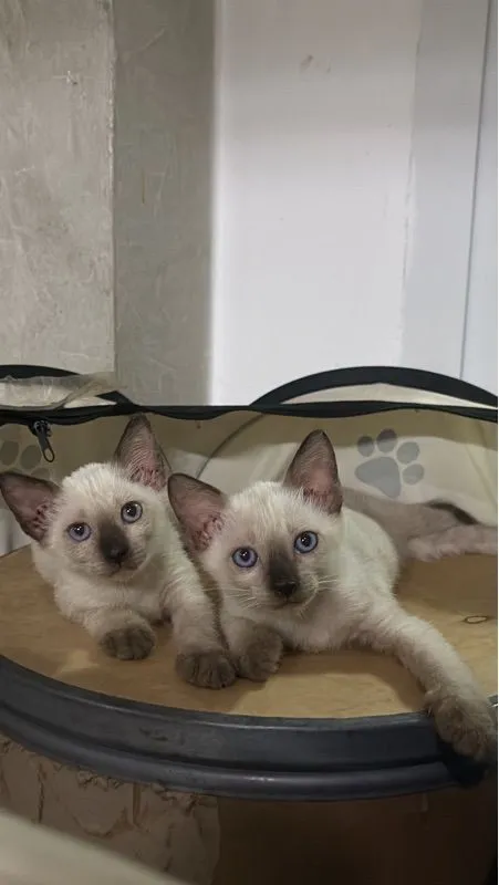 หาบ้านให้น้องแมวตัวเมีย (วิเชียรมาศ)