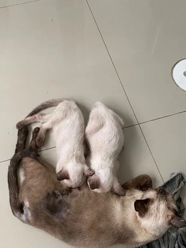 หาบ้านให้น้องแมวตัวเมีย (วิเชียรมาศ)