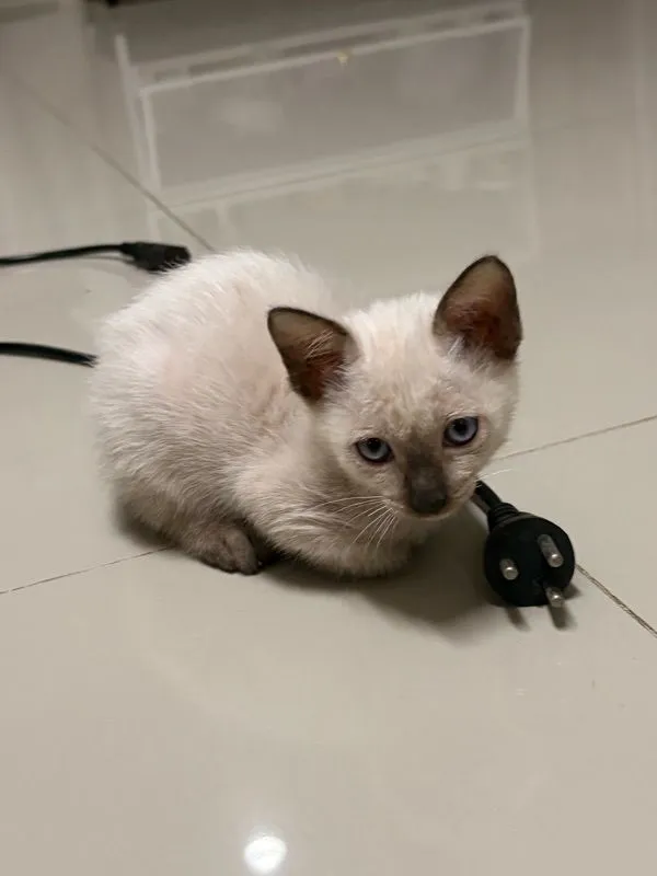 หาบ้านให้น้องแมวตัวเมีย (วิเชียรมาศ)