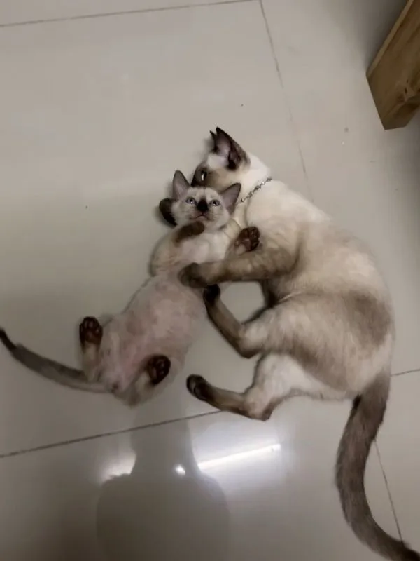 หาบ้านให้น้องแมวตัวเมีย (วิเชียรมาศ)