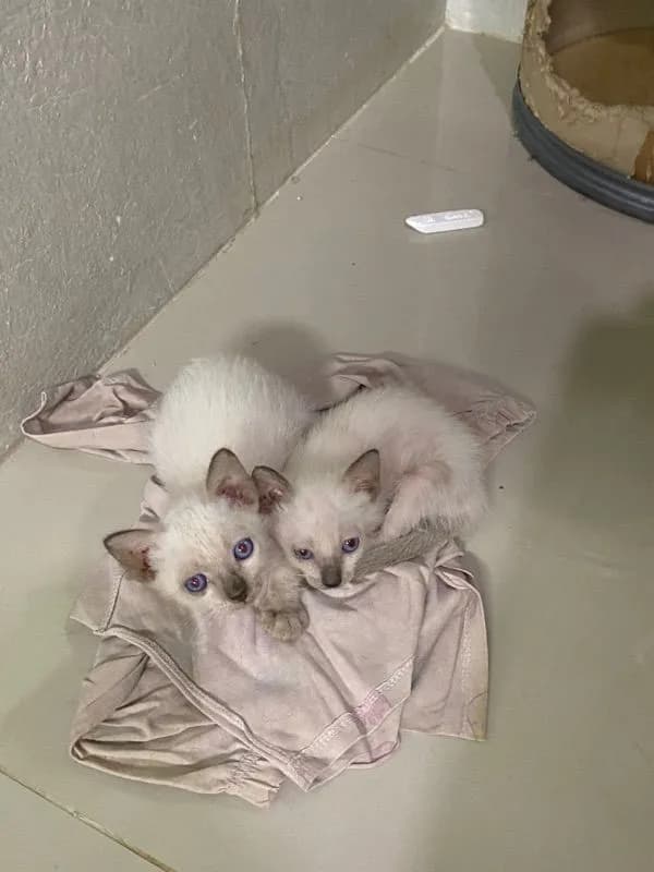 หาบ้านให้น้องแมวตัวเมีย (วิเชียรมาศ)