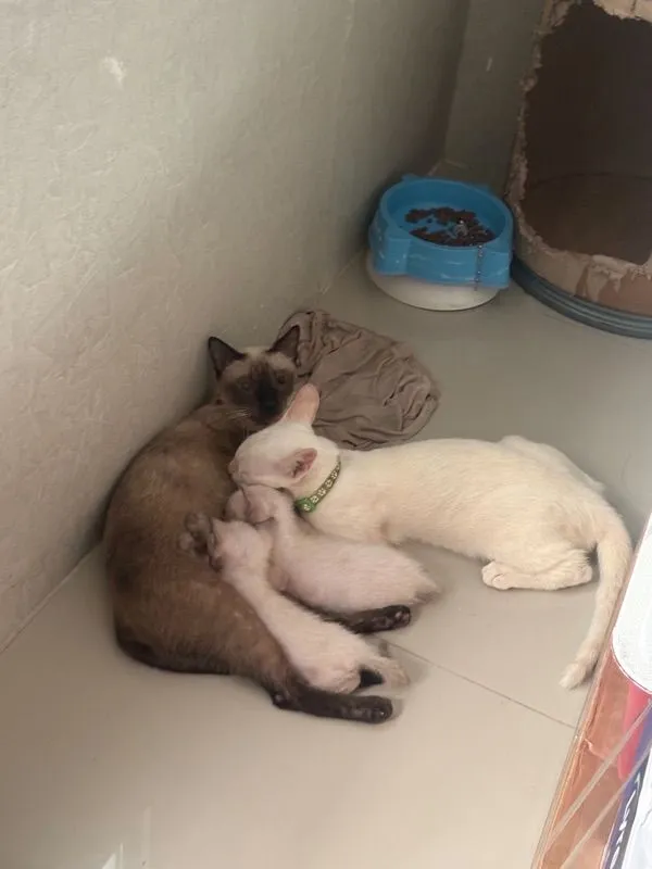 หาบ้านให้น้องแมวตัวเมีย (วิเชียรมาศ)