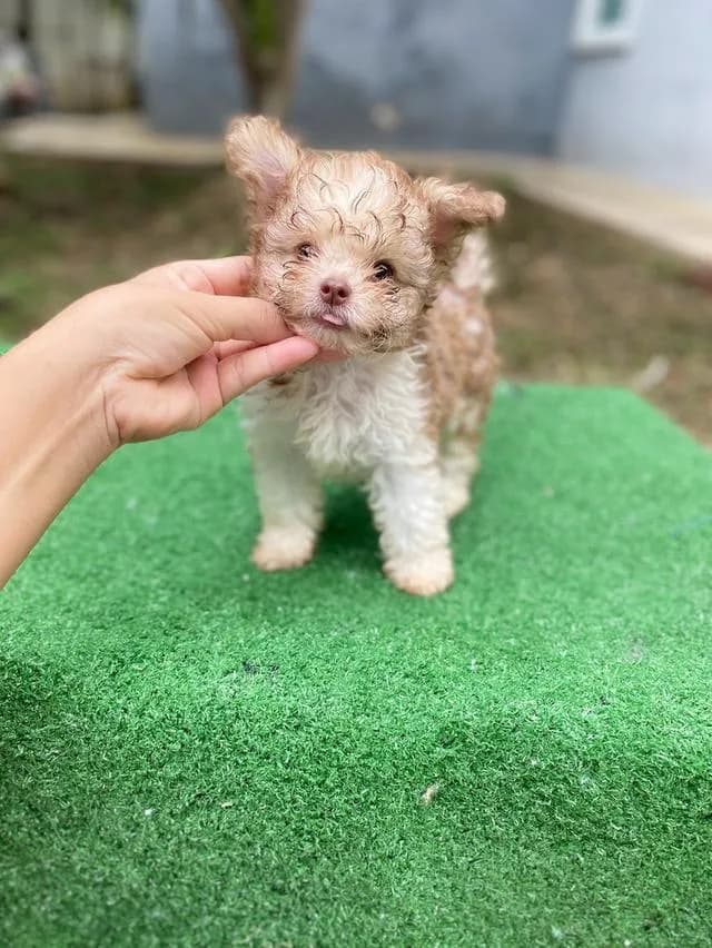 พุดเดิ้ลผสม น่ารัก หน้าตาบ้องแบ๊วสุดๆ