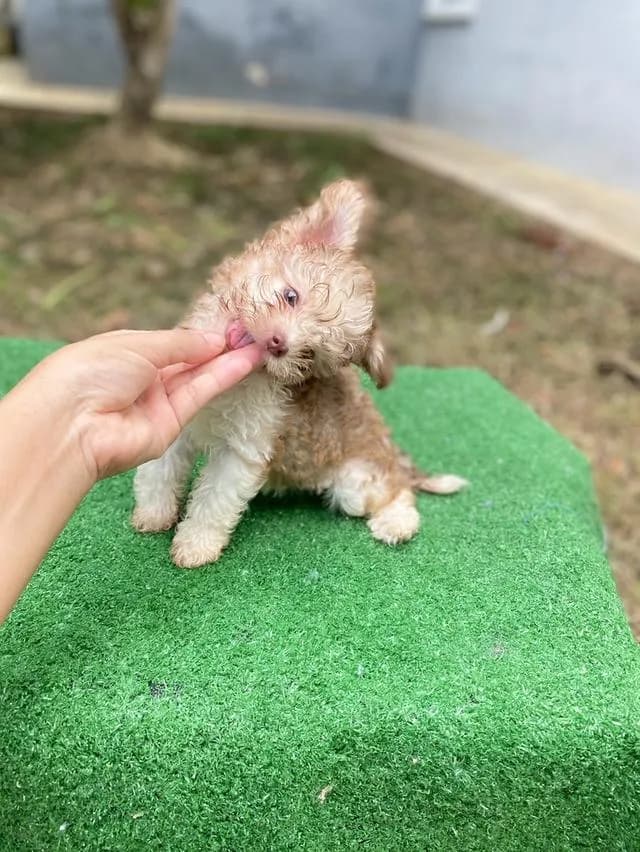 พุดเดิ้ลผสม น่ารัก หน้าตาบ้องแบ๊วสุดๆ