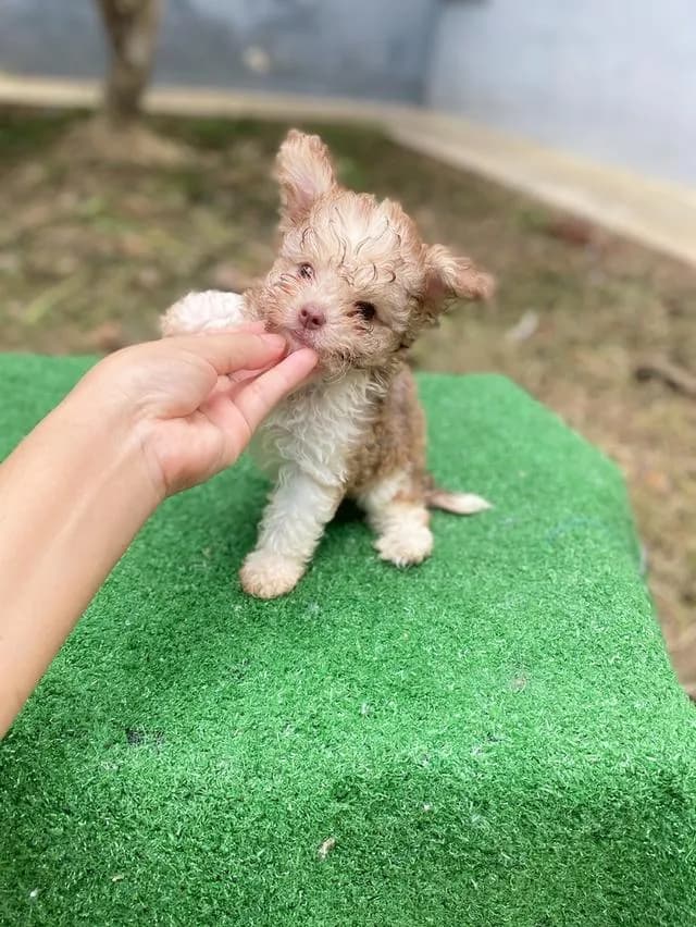 พุดเดิ้ลผสม น่ารัก หน้าตาบ้องแบ๊วสุดๆ