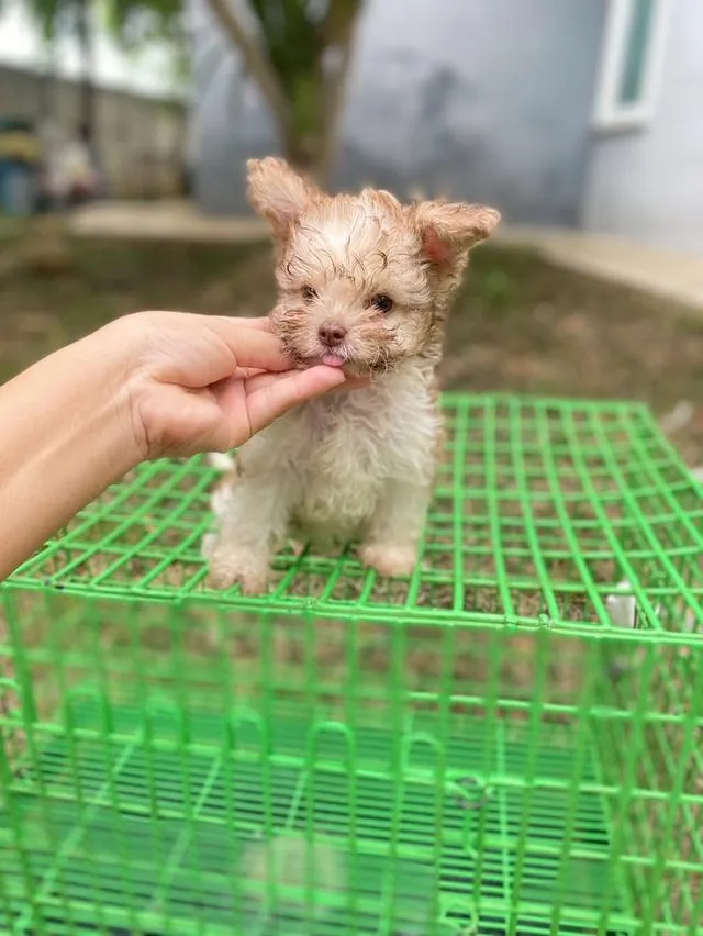 พุดเดิ้ลผสม น่ารัก หน้าตาบ้องแบ๊วสุดๆ