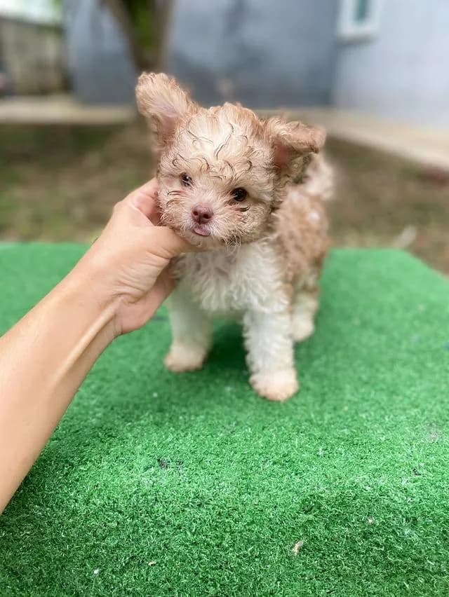พุดเดิ้ลผสม น่ารัก หน้าตาบ้องแบ๊วสุดๆ