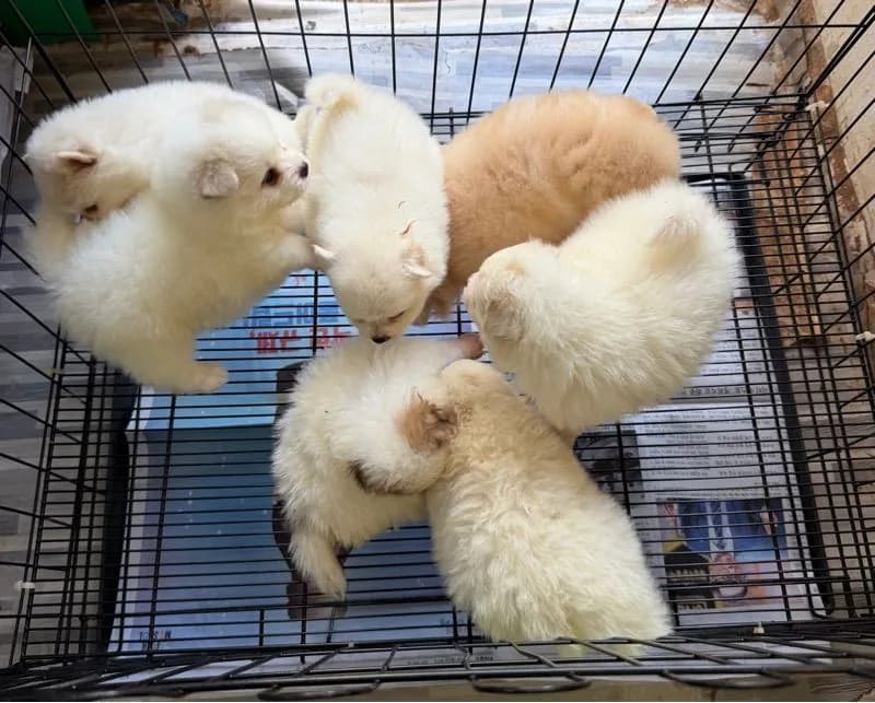 ปอมขาวหน้าหมี ทีคัพ