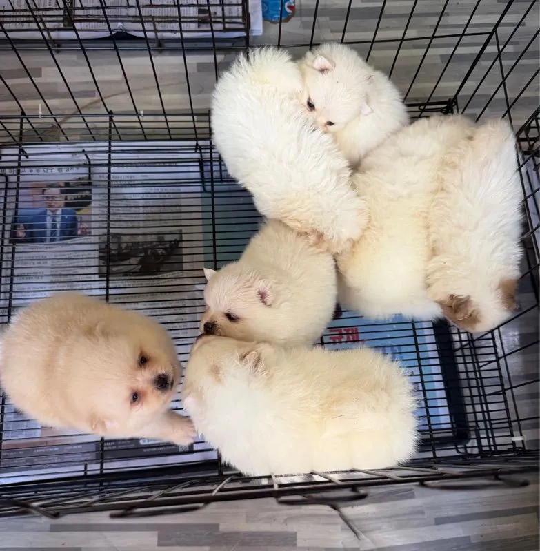 ปอมขาวหน้าหมี ทีคัพ
