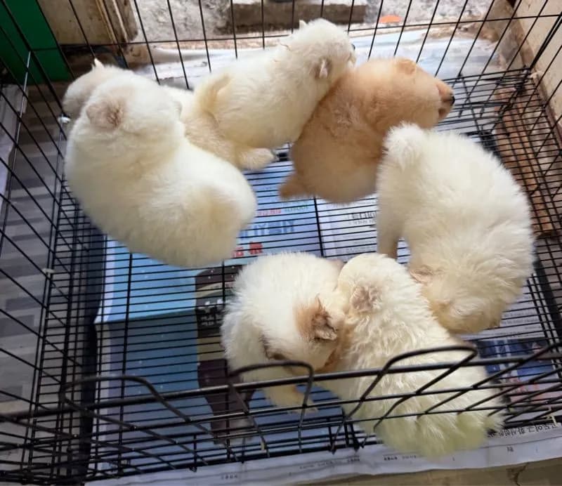 ปอมขาวหน้าหมี ทีคัพ