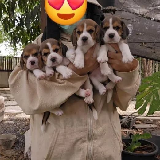ลูกสุนัขบีเกิ้ล