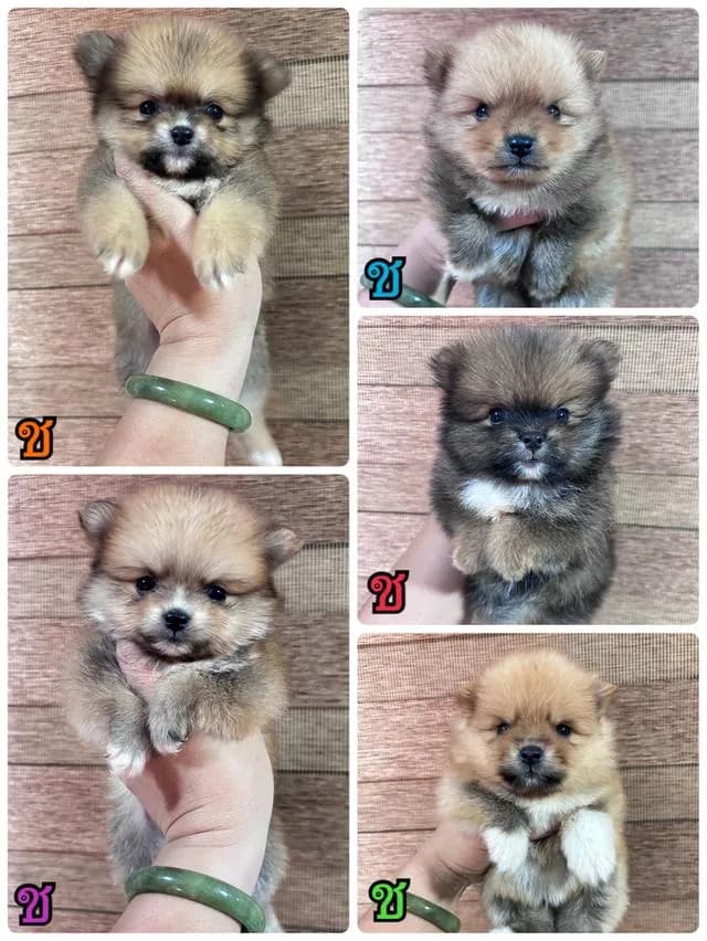 สุนัขพันธุ์ปอมเมอเรเนียน