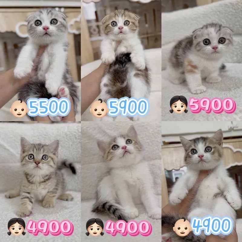 สก็อตติช ราคาตามภาพ