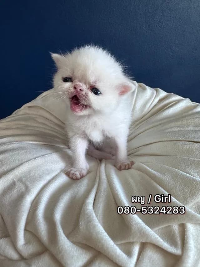 แมว Exotic Shorthair