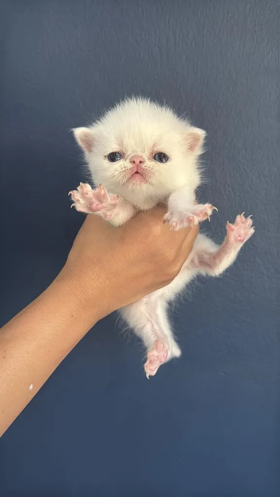 แมว Exotic Shorthair