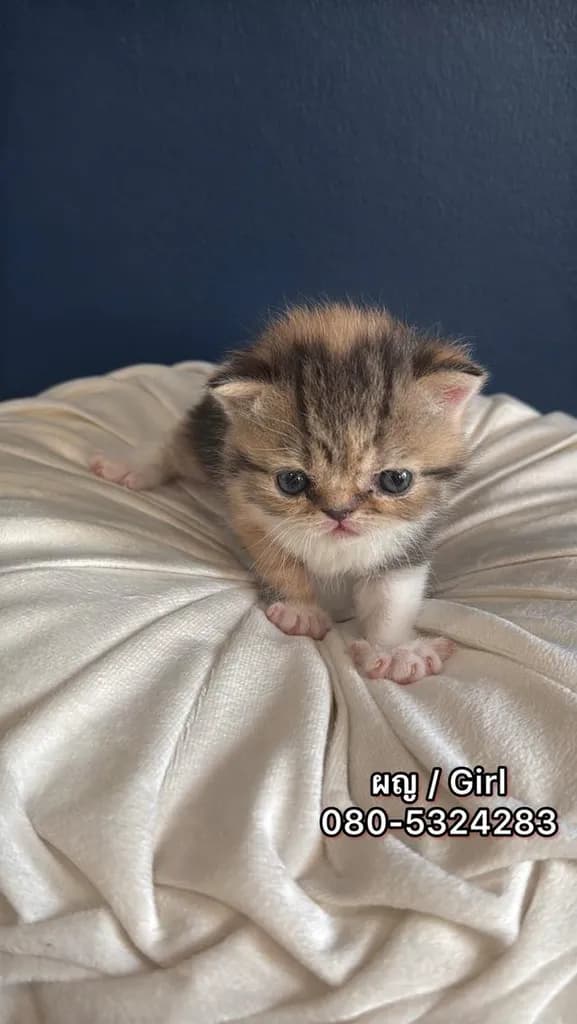 แมว Exotic Shorthair