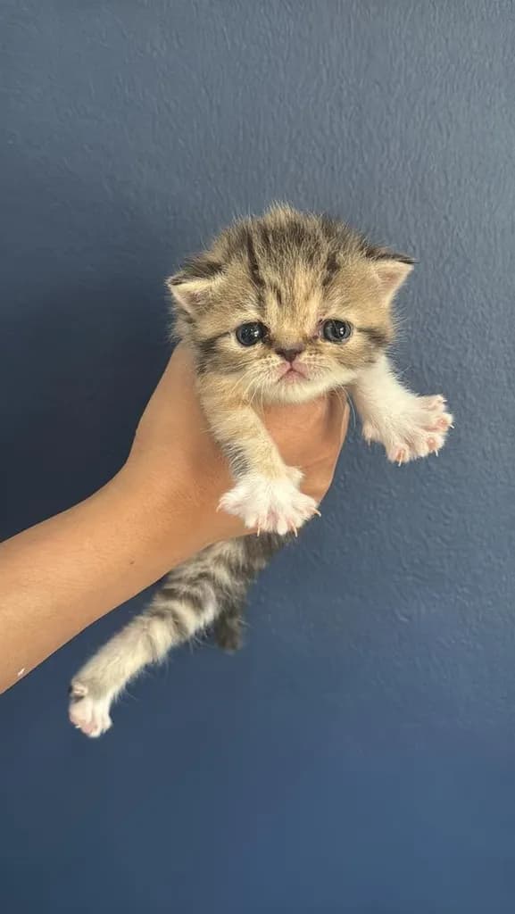 แมว Exotic Shorthair