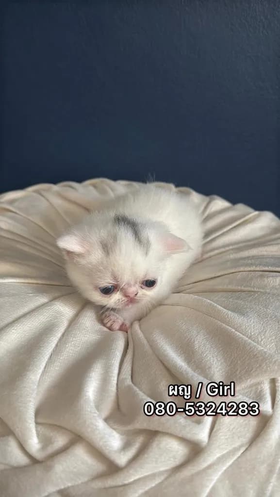 แมว Exotic Shorthair