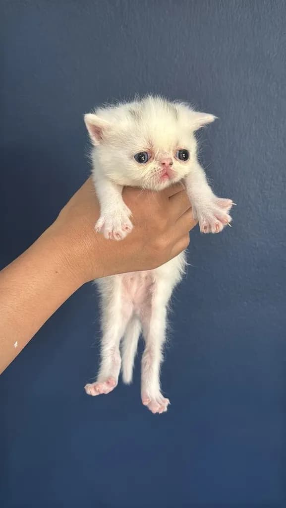แมว Exotic Shorthair