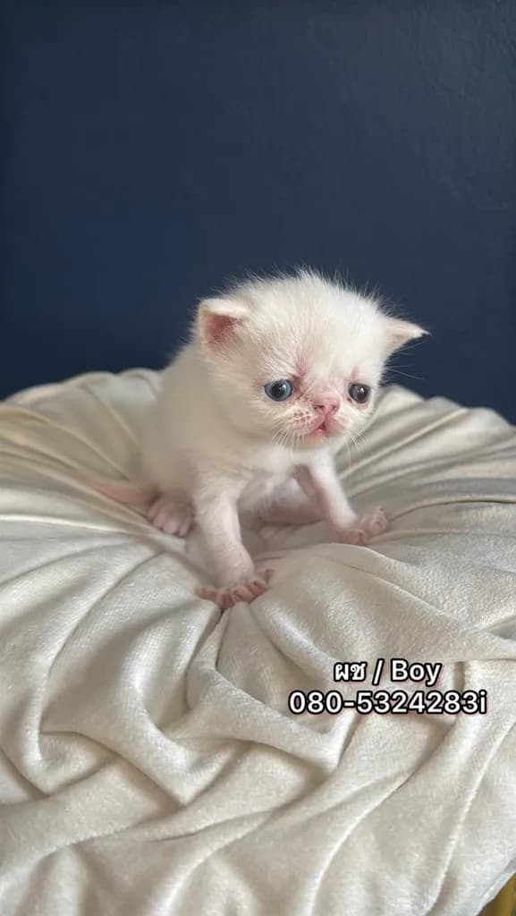 แมว Exotic Shorthair