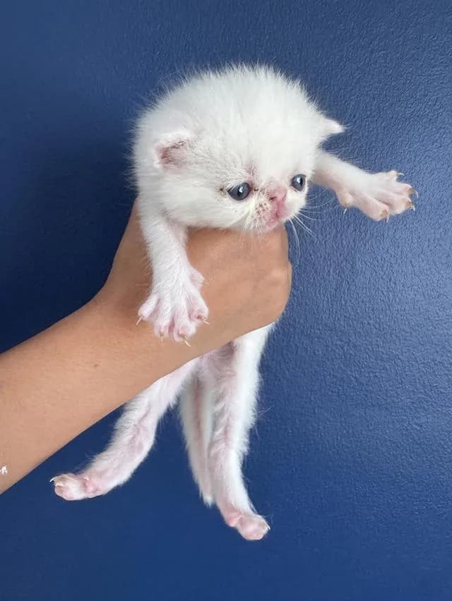 แมว Exotic Shorthair