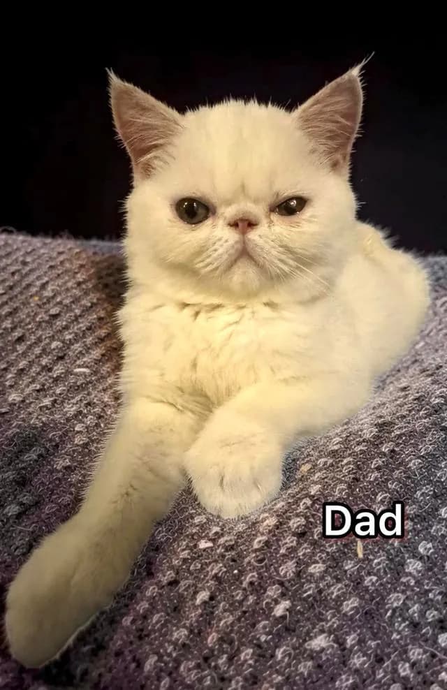 แมว Exotic Shorthair