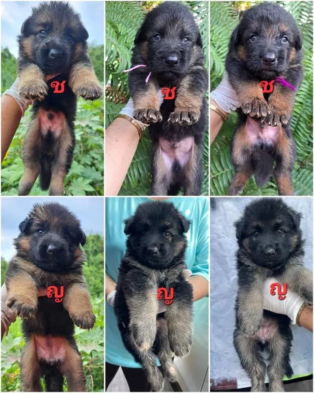 ขายสุนัขเยอรมันเชพเพิร์ดแท้