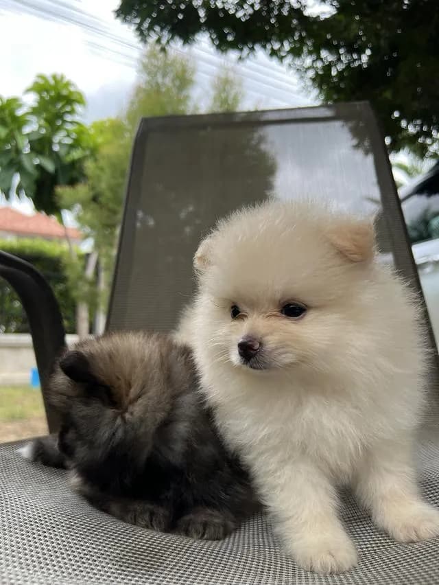 ขายสุนัขพันธุ์ปอมเมอเรเนียน