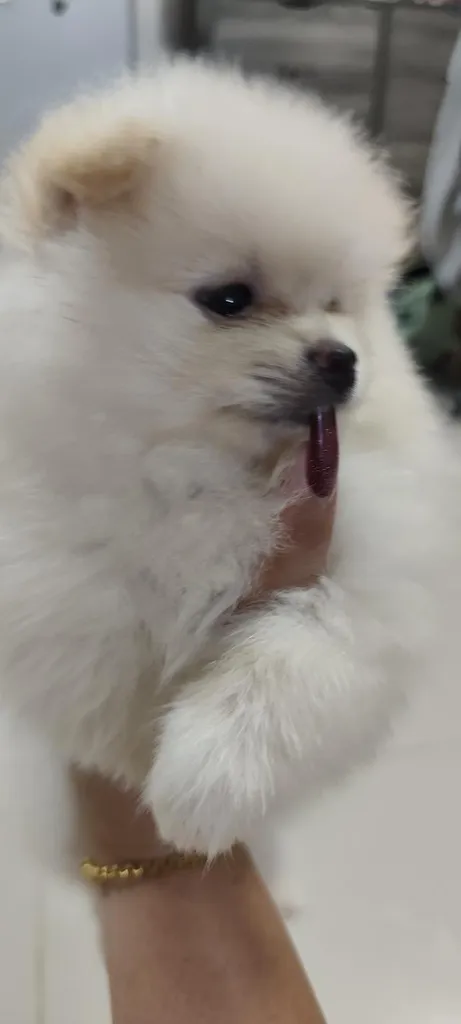 ขายสุนัขพันธุ์ปอมเมอเรเนียน