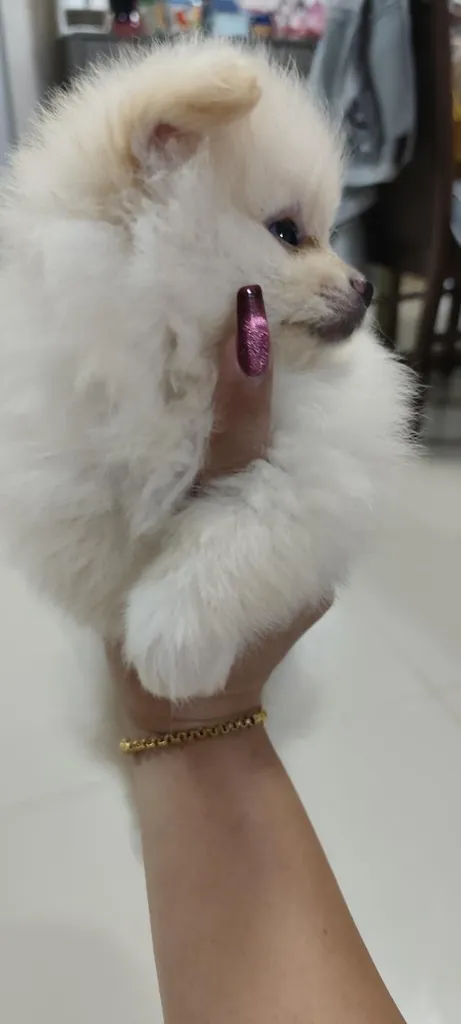 ขายสุนัขพันธุ์ปอมเมอเรเนียน
