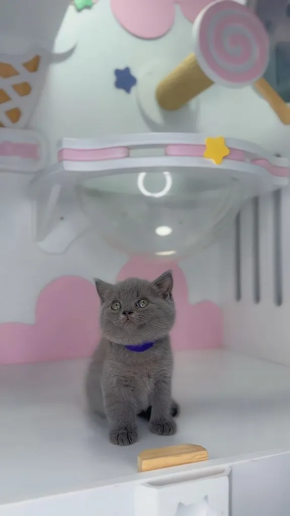 หาบ้านใหม่ให้น้องค่ะ สายพันธุ์ Scottish Fold แท้