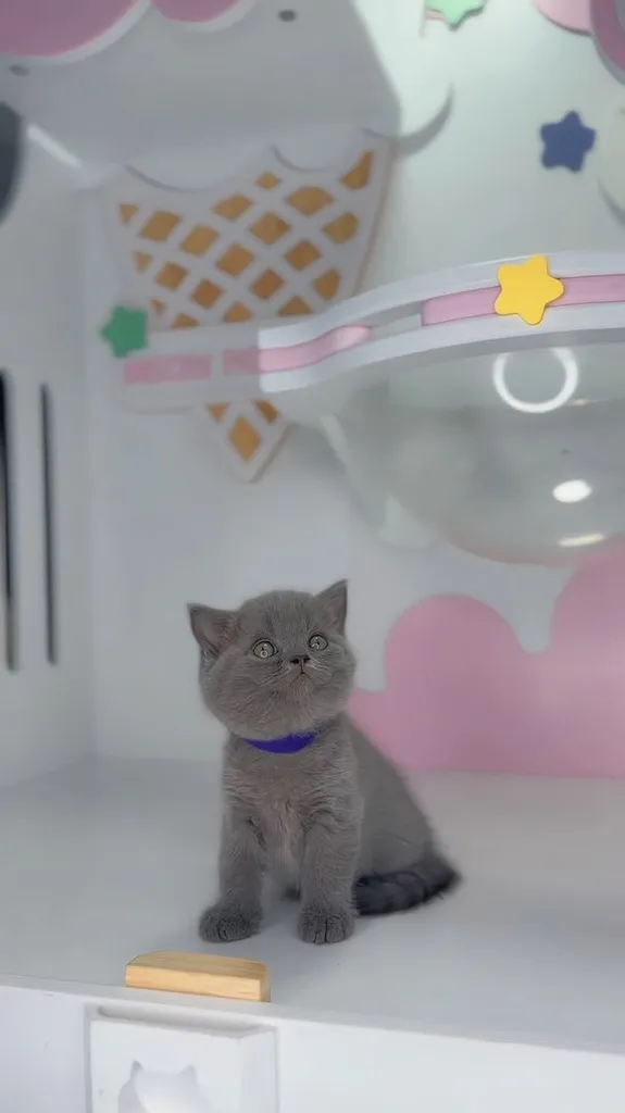 หาบ้านใหม่ให้น้องค่ะ สายพันธุ์ Scottish Fold แท้