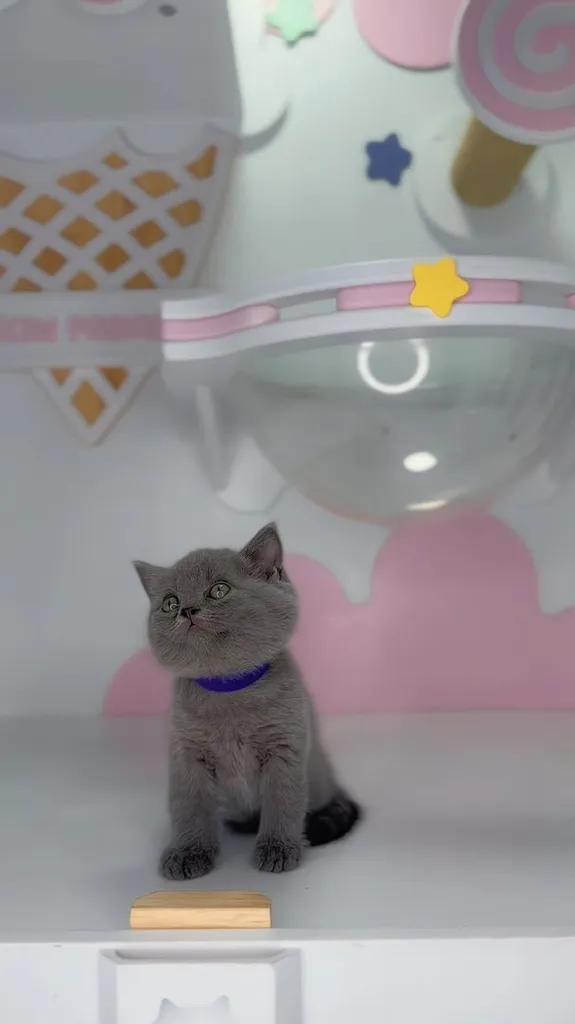 หาบ้านใหม่ให้น้องค่ะ สายพันธุ์ Scottish Fold แท้