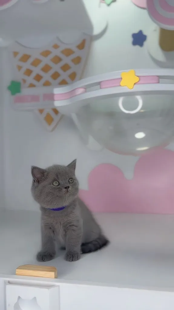 หาบ้านใหม่ให้น้องค่ะ สายพันธุ์ Scottish Fold แท้