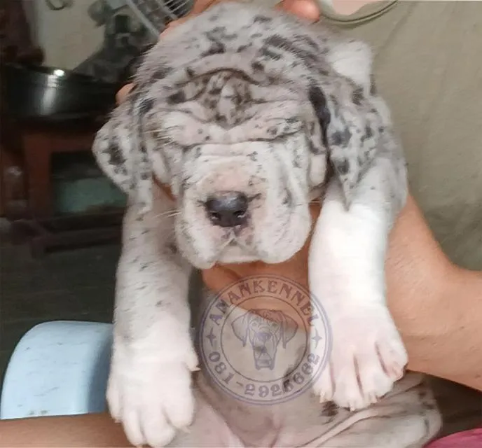 สุนัข เกรทเดน Great dane