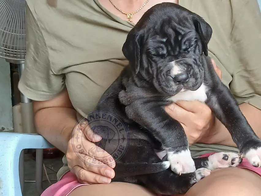 สุนัข เกรทเดน Great dane