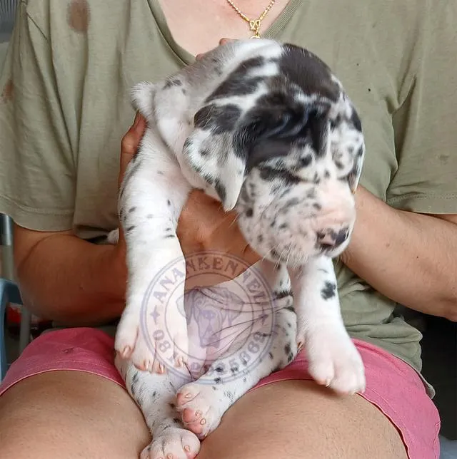 สุนัข เกรทเดน Great dane