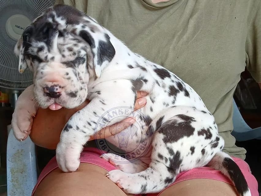 สุนัข เกรทเดน Great dane