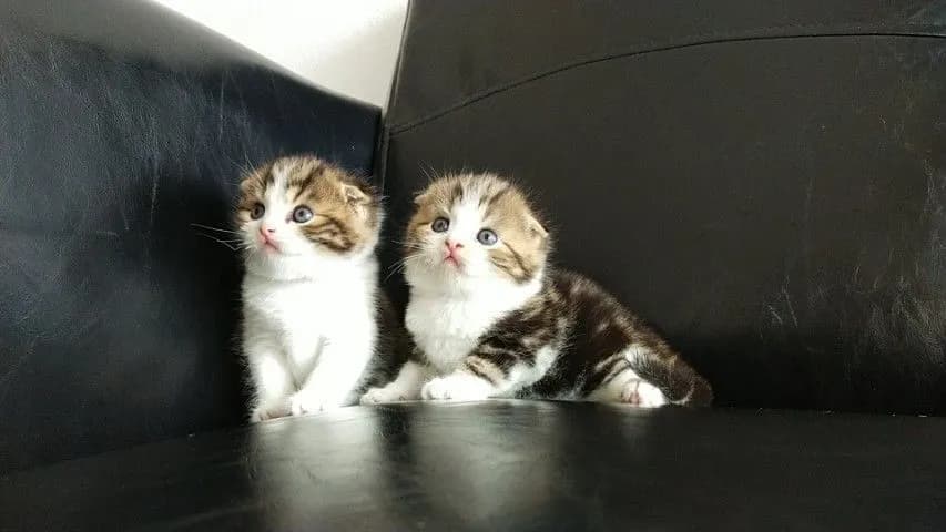 แมว scottish fold
