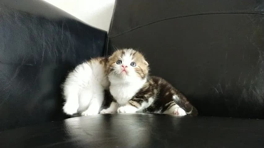 แมว scottish fold