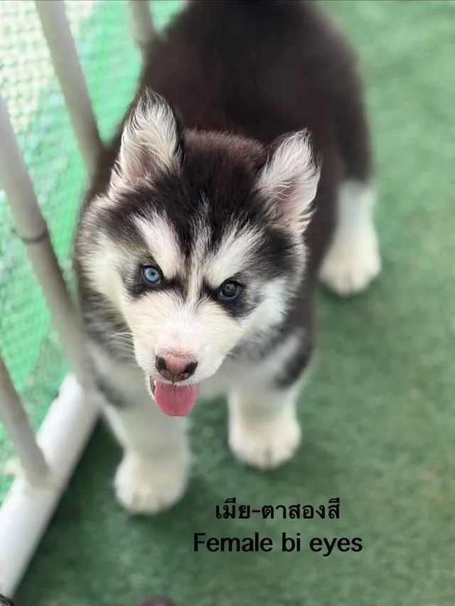 สุนัขไซบีเรียนฮัสกี้