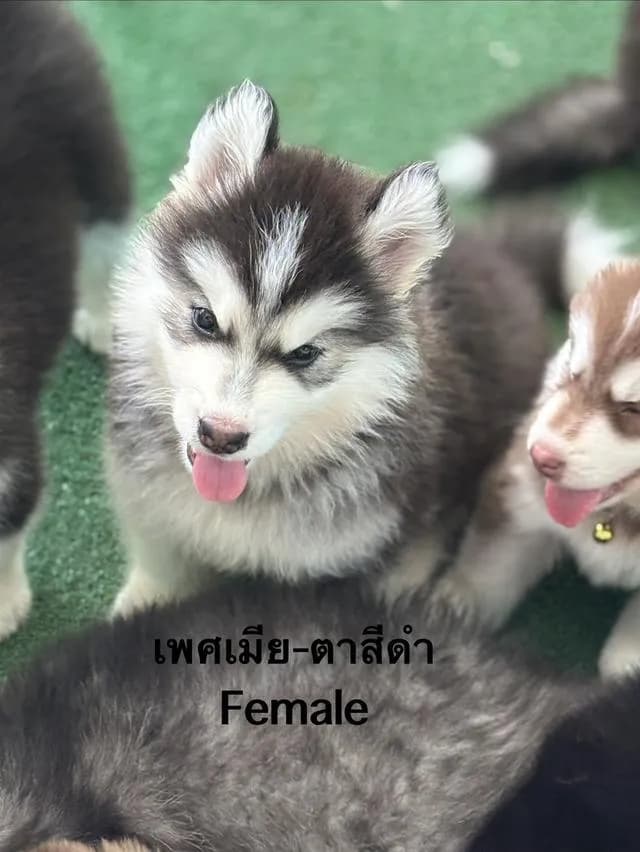 สุนัขไซบีเรียนฮัสกี้