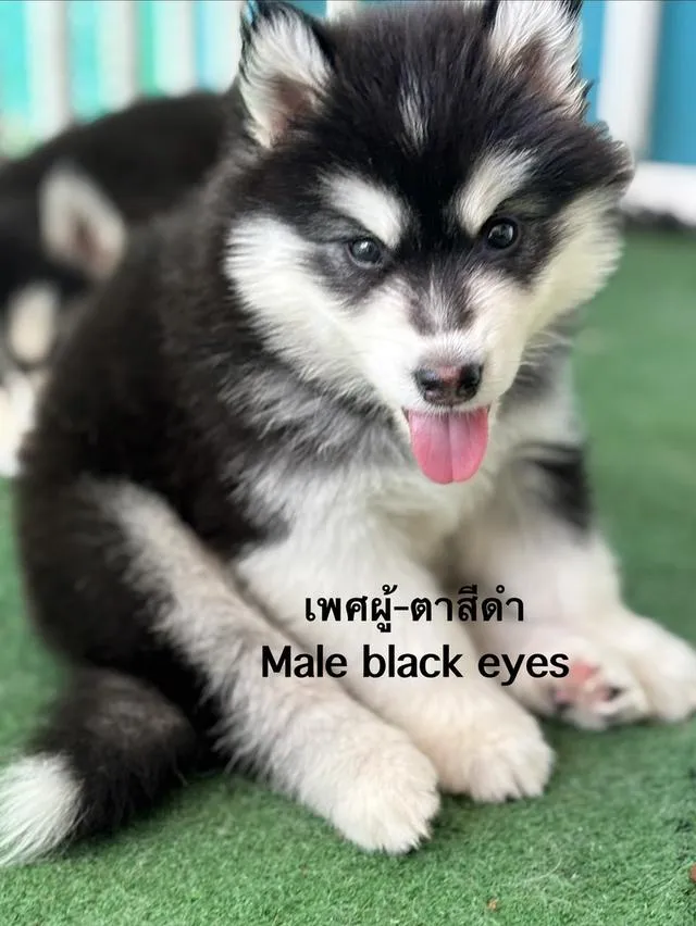 สุนัขไซบีเรียนฮัสกี้