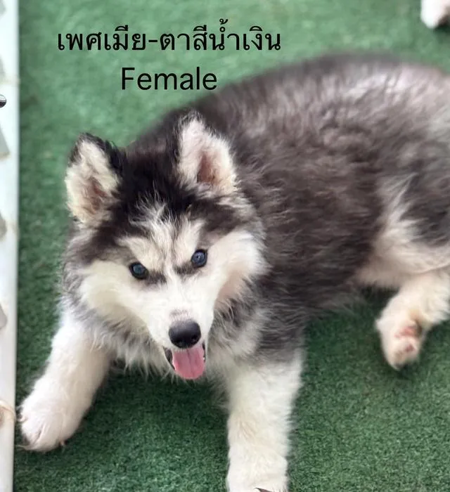 สุนัขไซบีเรียนฮัสกี้