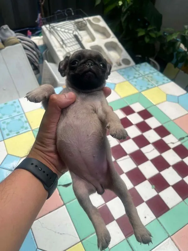 หมาปั๊ก