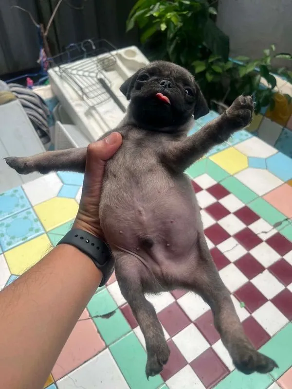 หมาปั๊ก