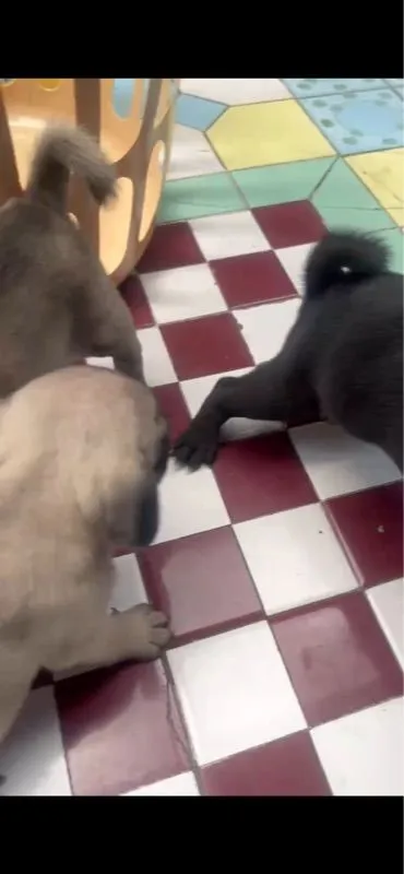 หมาปั๊ก