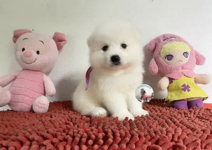 ลูกสปิตซ์แท้ตัวผู้ ขนแน่น ตัวกลม กินเก่งบึกบึนหล่อมาก