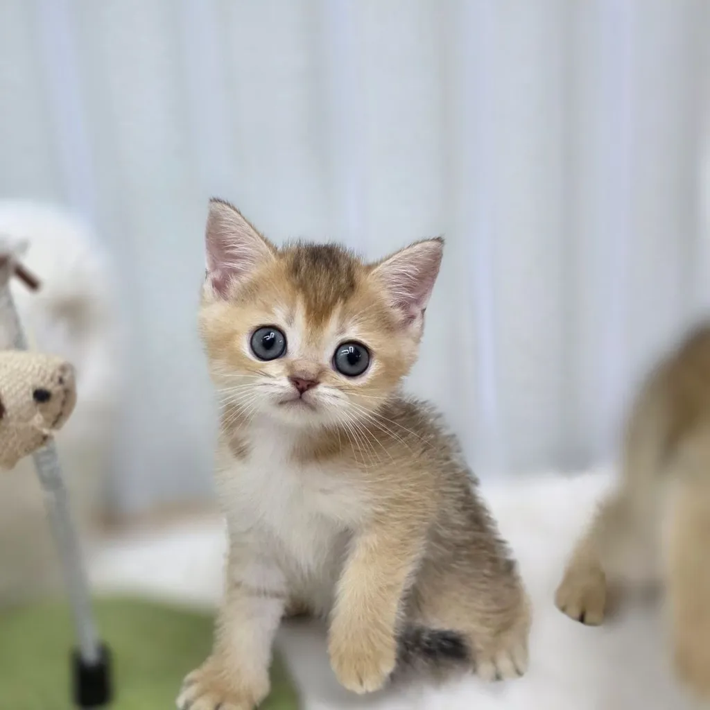 บริติชชอร์ตแฮร์ British Shorthair