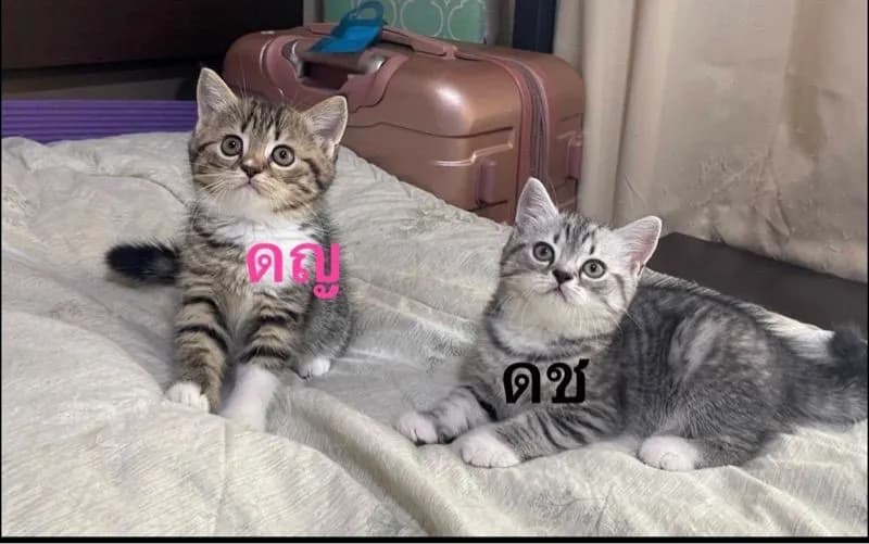 สก็อตติสลายสลิตเงินทอง